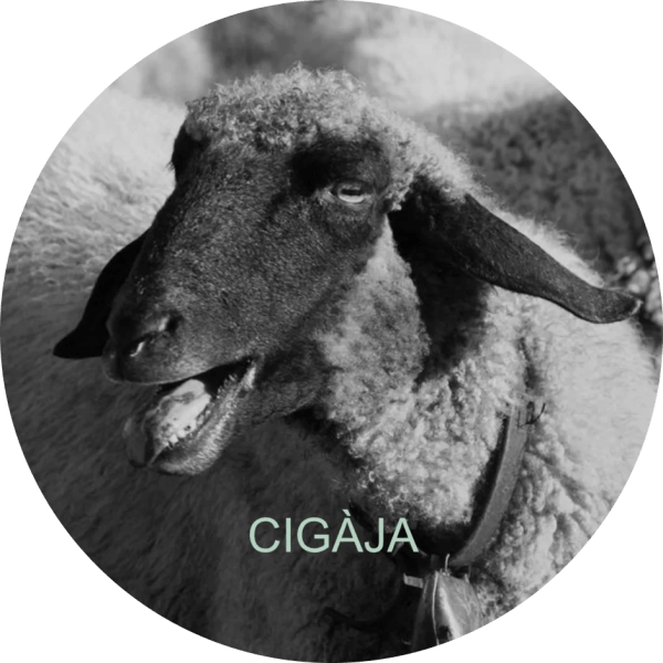 /appartements/cigaja/