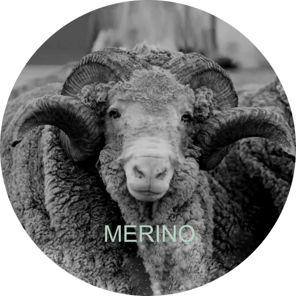 /appartements/merino/