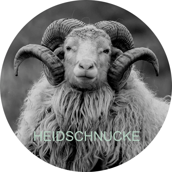 /appartements/heidschnucke/